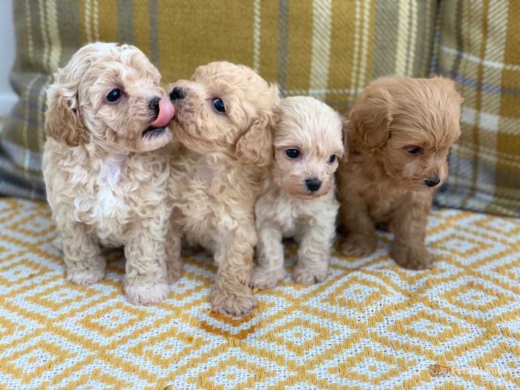 Perros maltipoo - precio