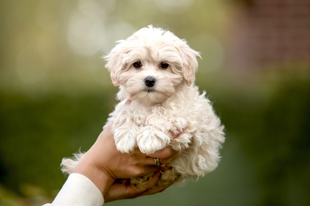 ¿Qué aspecto tiene un maltipoo?