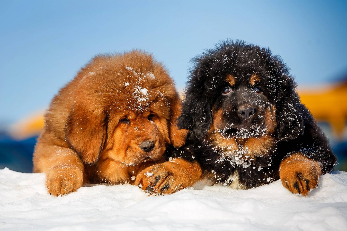 Majestätische Tibetanische Dogge - Größe, Temperament und Pflegeanleitung