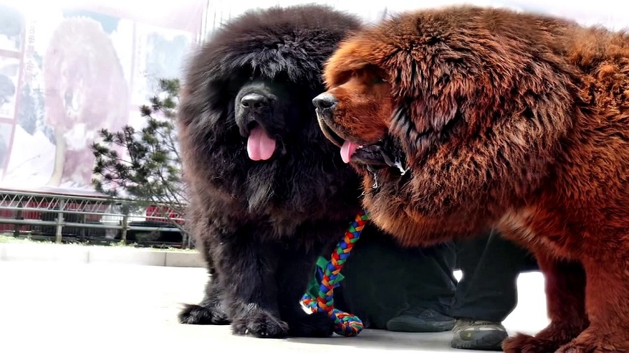 ¿Cómo es el mastín tibetano?