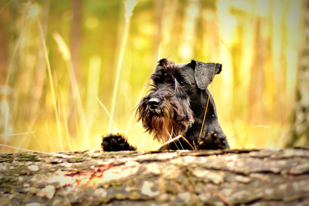 ¿Cuáles son los tipos de Schnauzer?