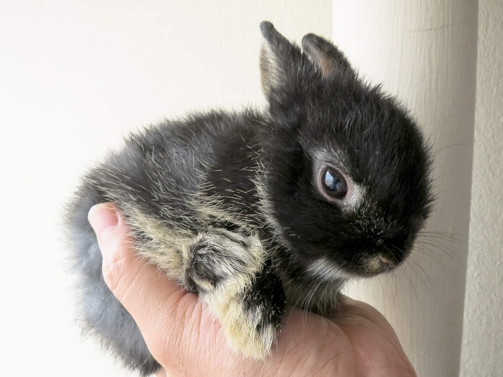 ¿Qué es un conejo enano?