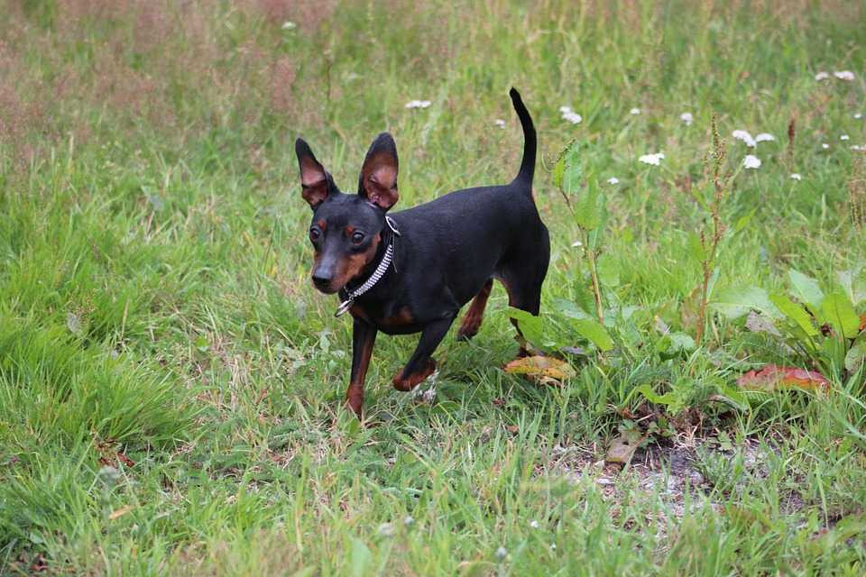 Miniature Pinscher - qual è il temperamento dei piccoli cani?