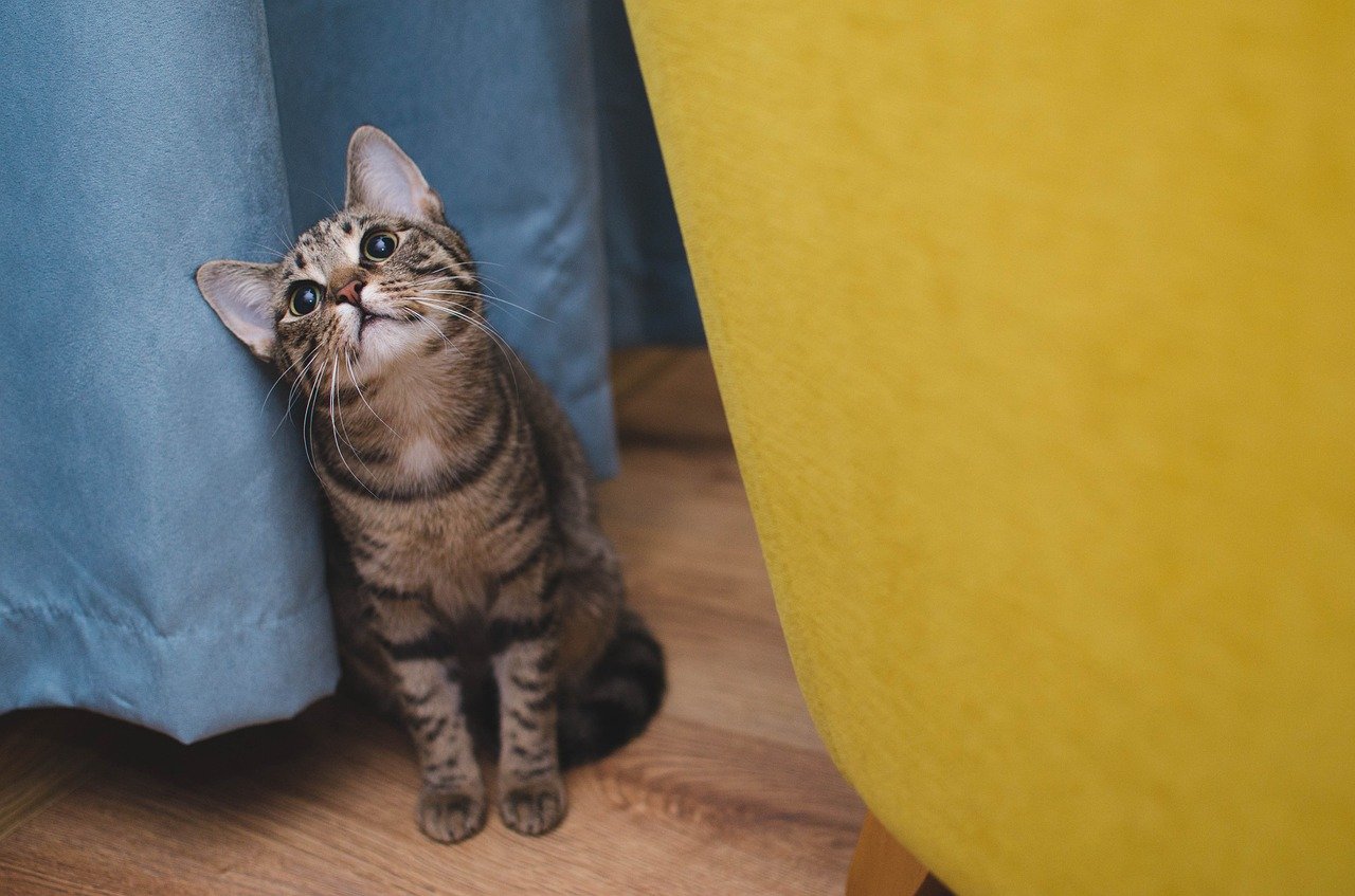 Votre Chat Ronronne-t-il? Découvrez la Signification Secrète du Ronronnement du Chat