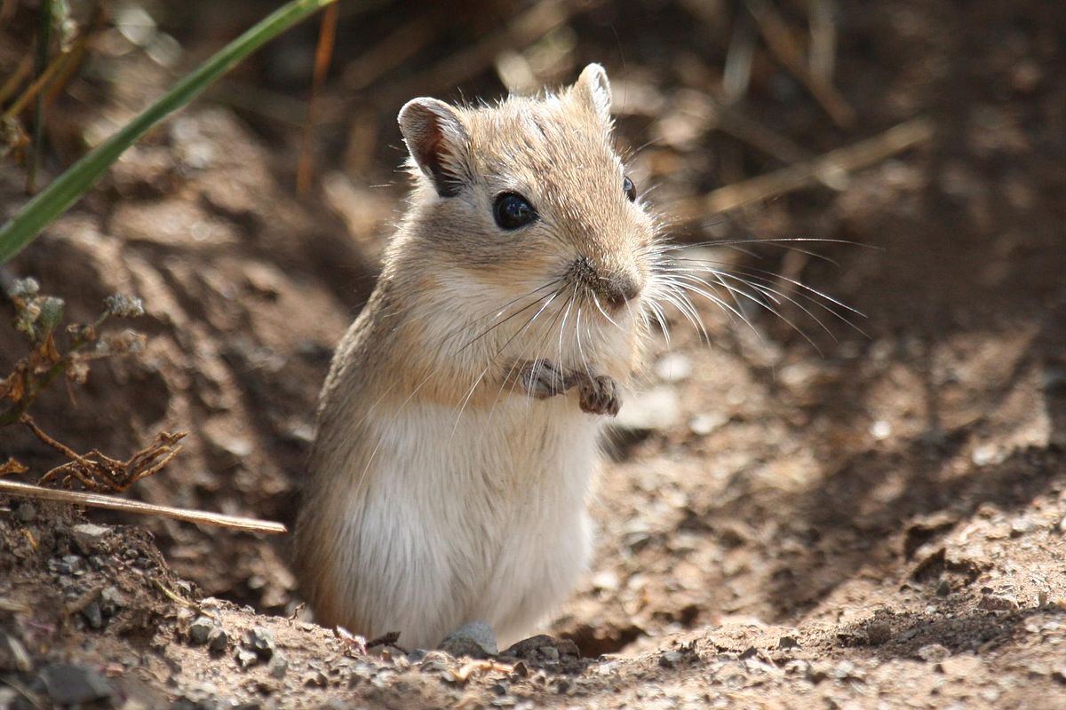 Pflege von Gerbils - Lernen Sie, Wie Man Sich um einen Gerbil Kümmert