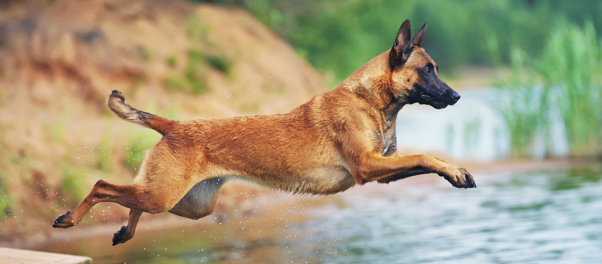 Is the Belgian shepherd prone to diseases?