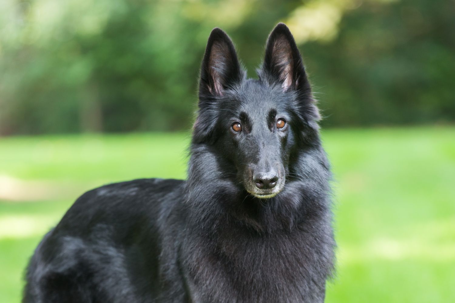 Il pastore belga va d'accordo con altri animali domestici?