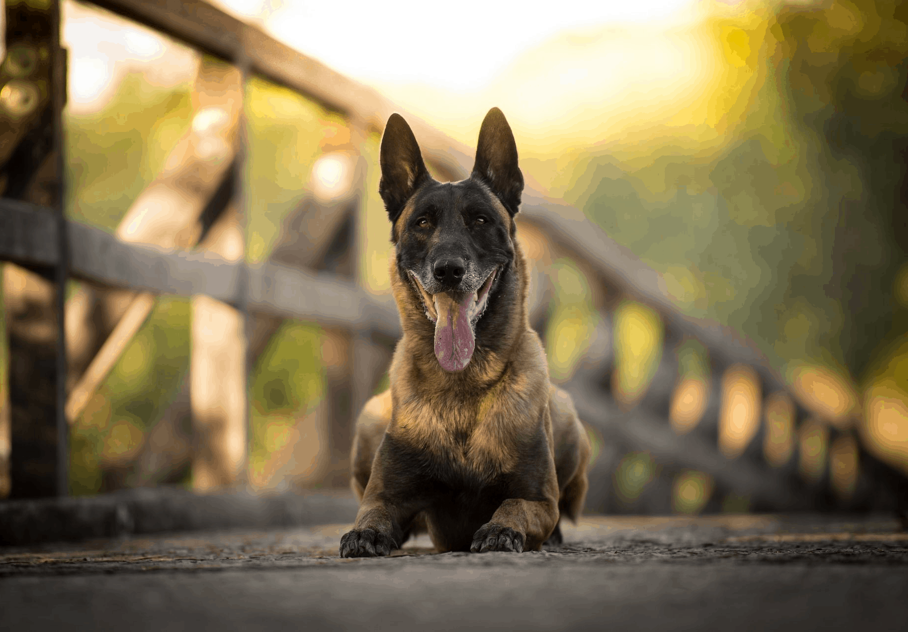 Who is the Belgian sheepdog for?