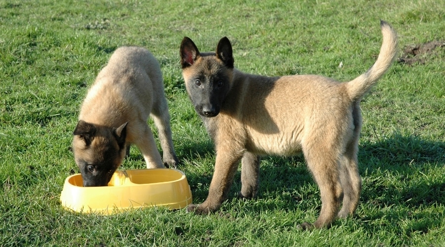 Belgian shepherd - what diet does it need?