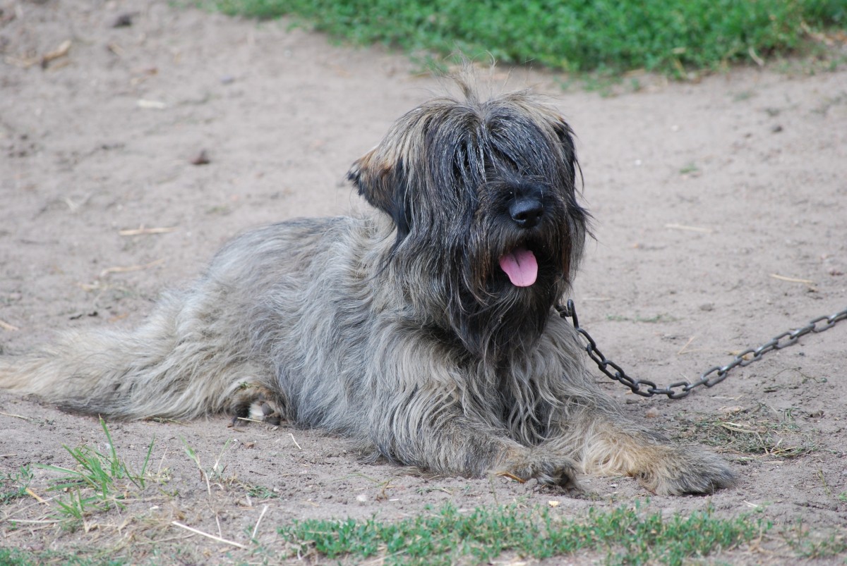 Wie pflegt man einen Kaukasischen Schäferhund?