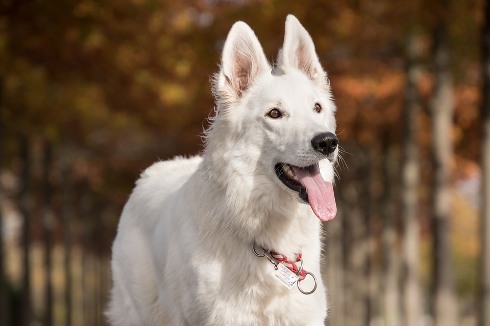 Ein Deutscher Schäferhund - Färbung der Rasse