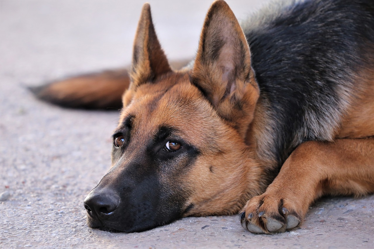 Wie pflegt man einen Deutschen Schäferhund?