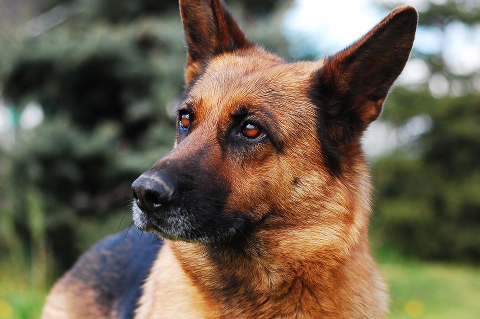 German shepherd temperament