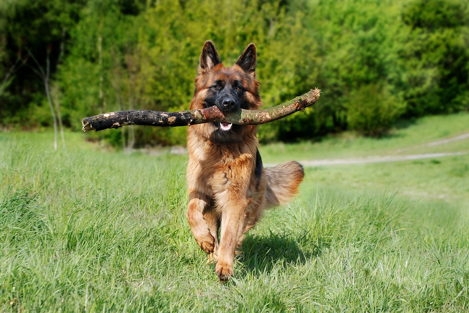 Deutscher Schäferhund Diät