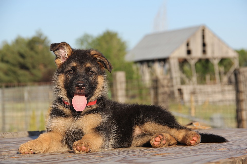 Wunderbarer Deutscher Schäferhund - Temperament und Rassebedürfnisse