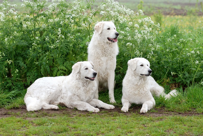 Ist der ungarische Kuvasz ein Hund für jedermann?