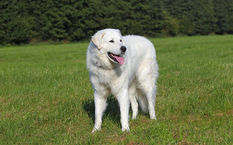 Der Kuvasz-Hund - Grundlagen der Ernährung