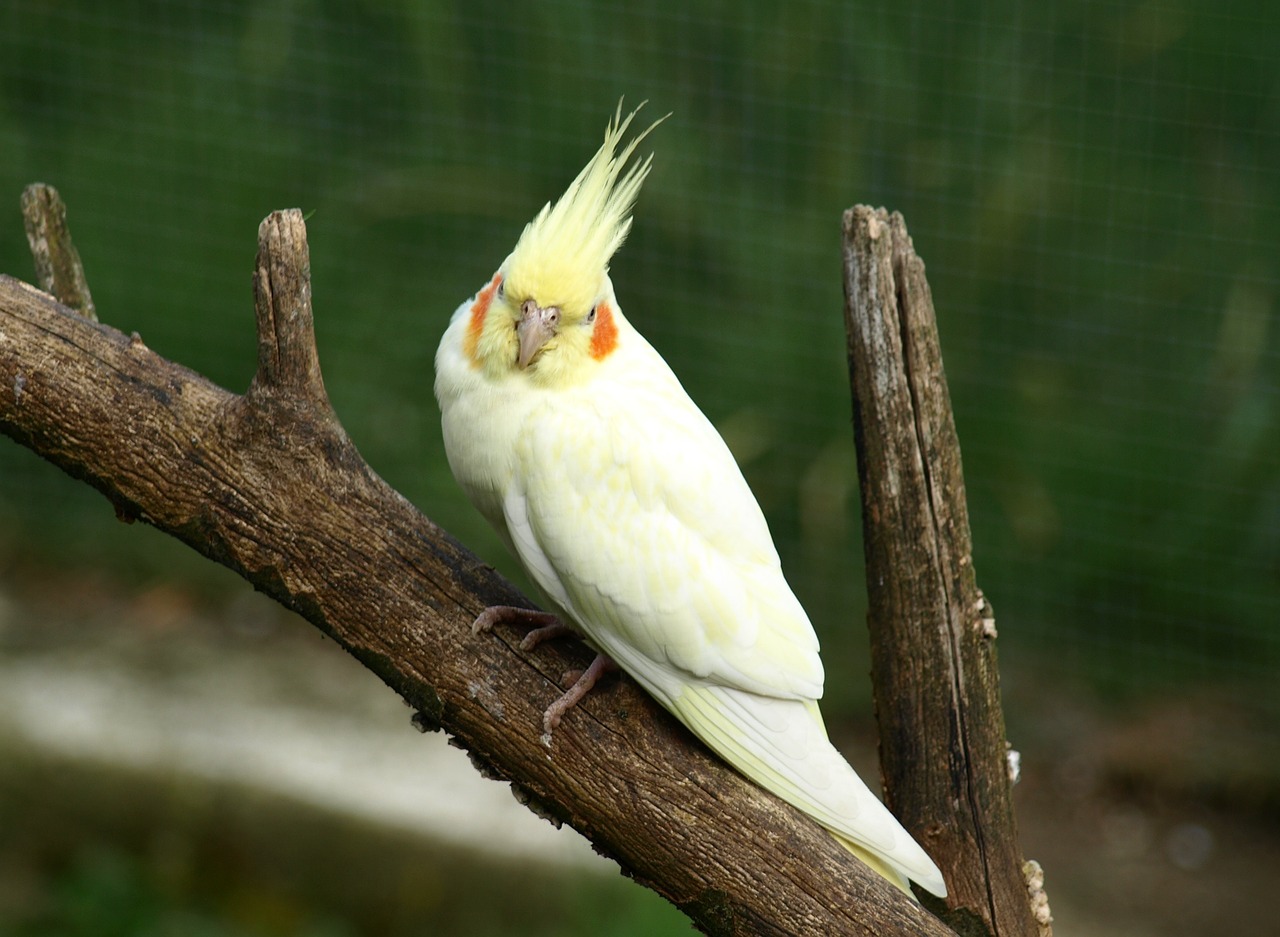 Dove comprare un pappagallo ninfa e quanto costano?