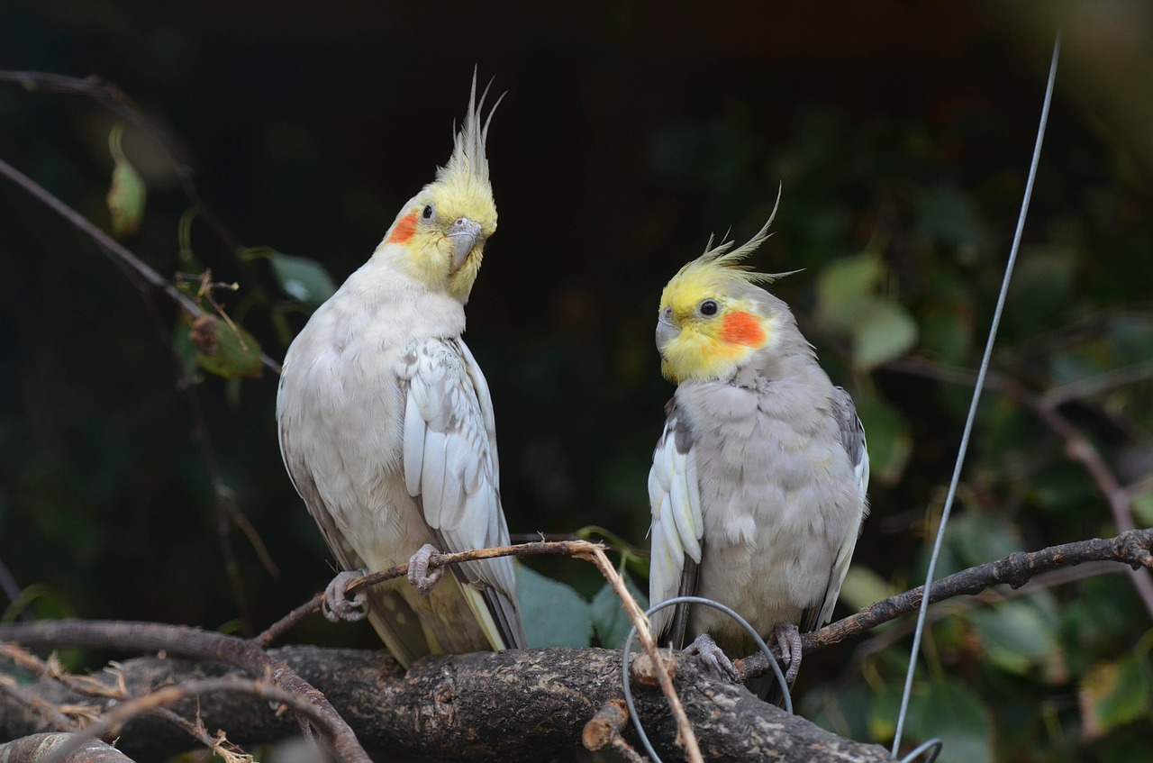 Quali sono i suoni tipici dei cacatua ninfa?