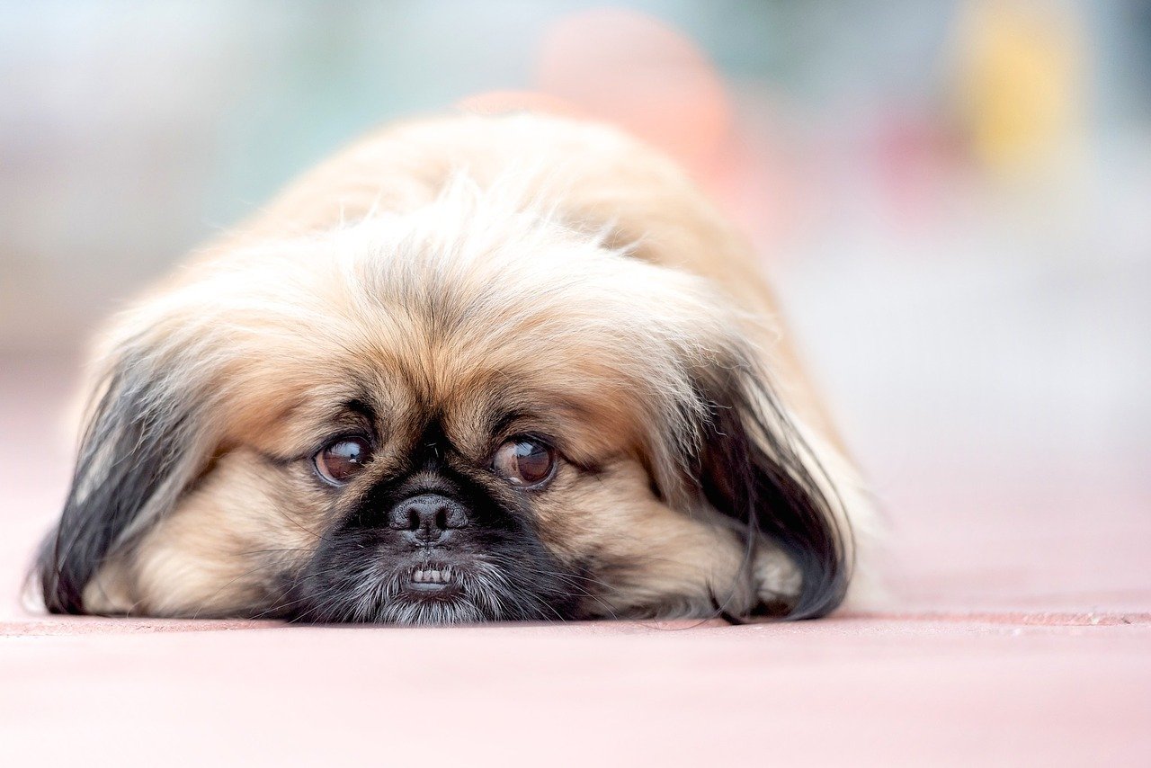 Pechinese Carino - Temperamento e Toelettatura del Cane Peke