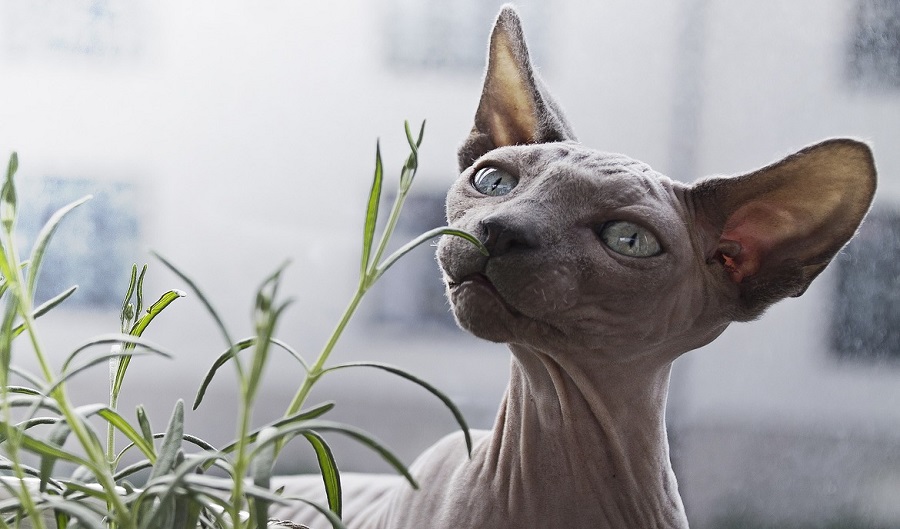 Russische Glattkatze - die Peterbald