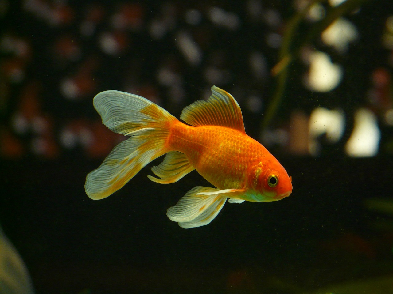 Première installation d'un aquarium - quel poisson choisir?