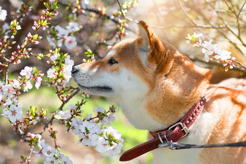 The Japanese Shiba Inu - diet