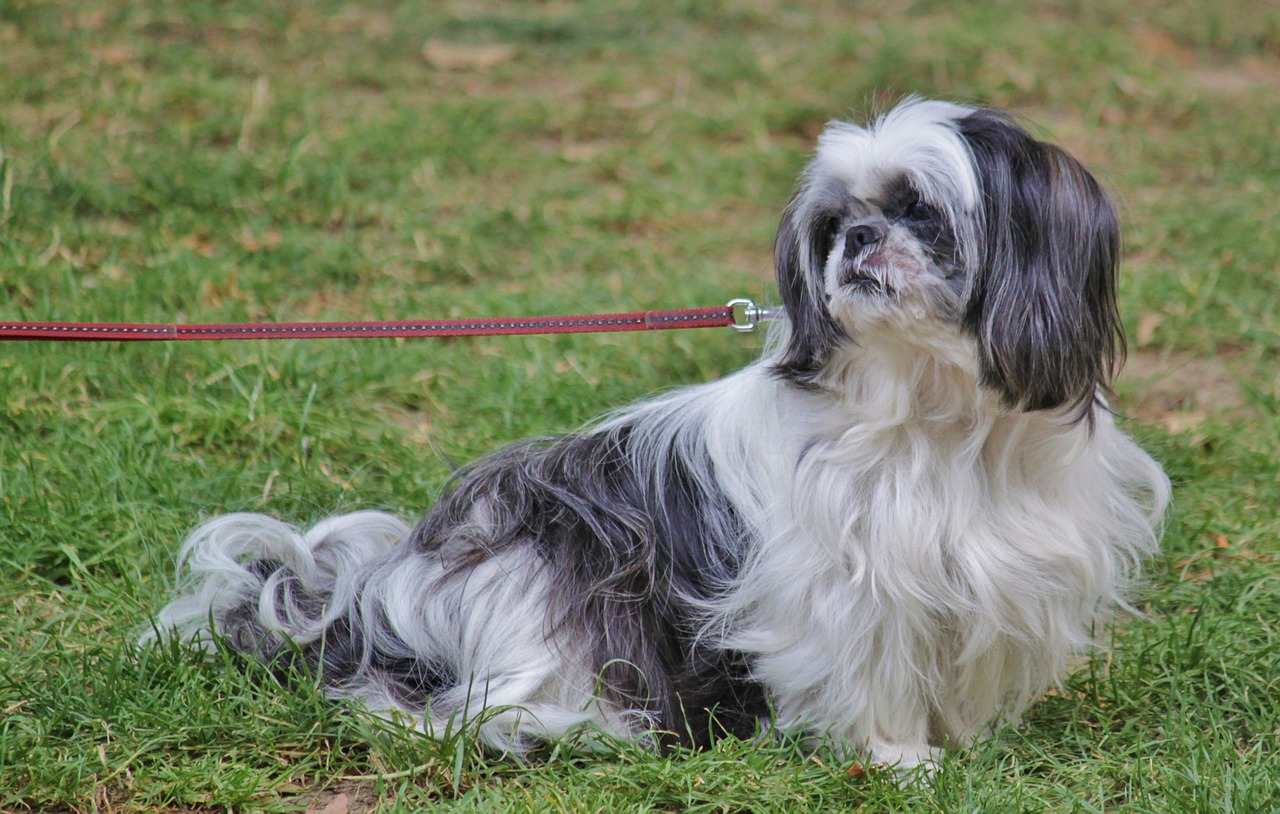 Pekingese grooming needs