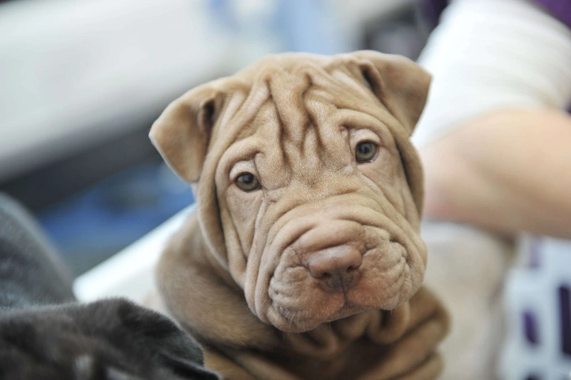 Shar pei - skąd pochodzi ta rasa?