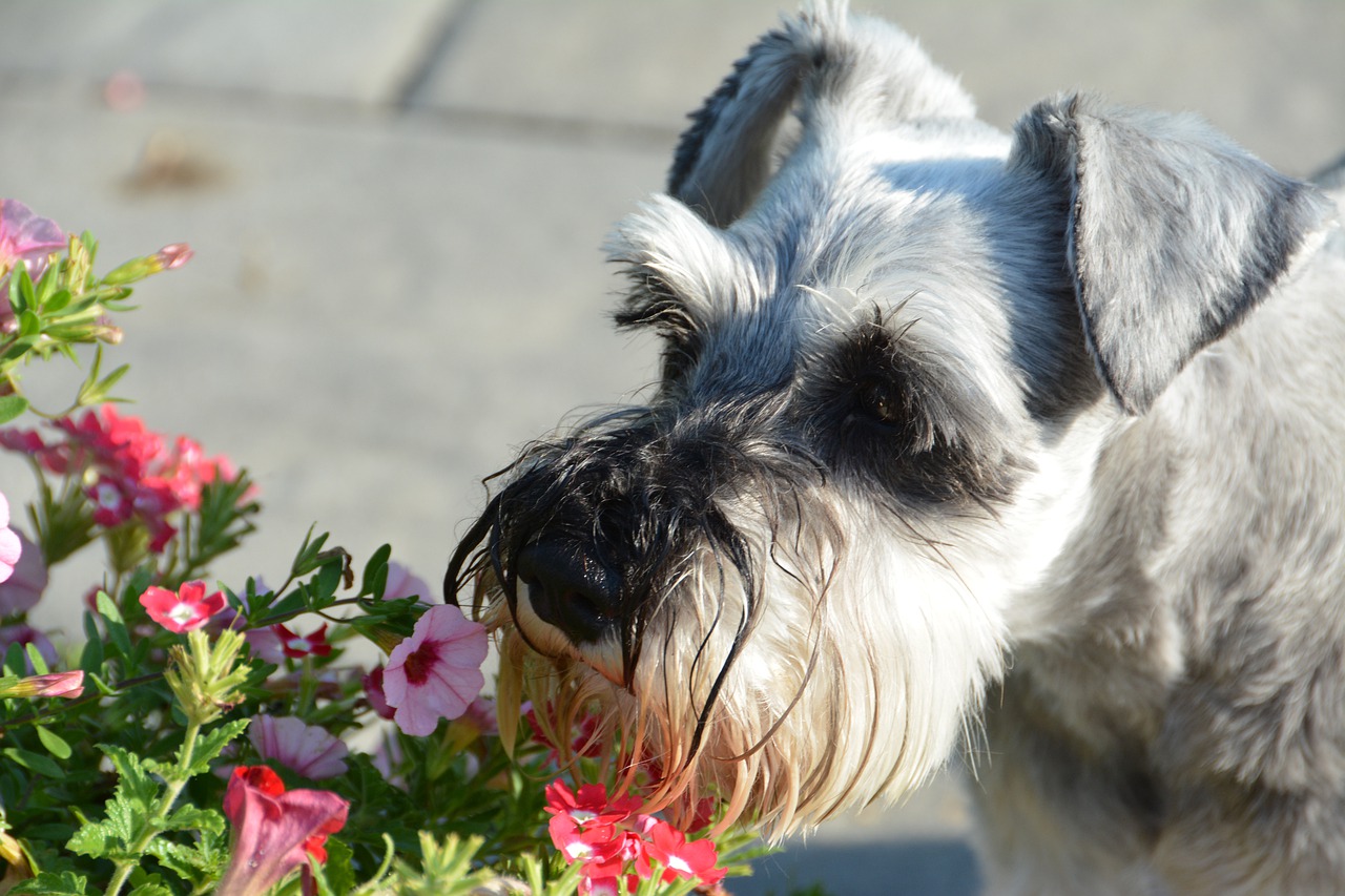 ¿Cómo entrenar a un Schnauzer miniatura?