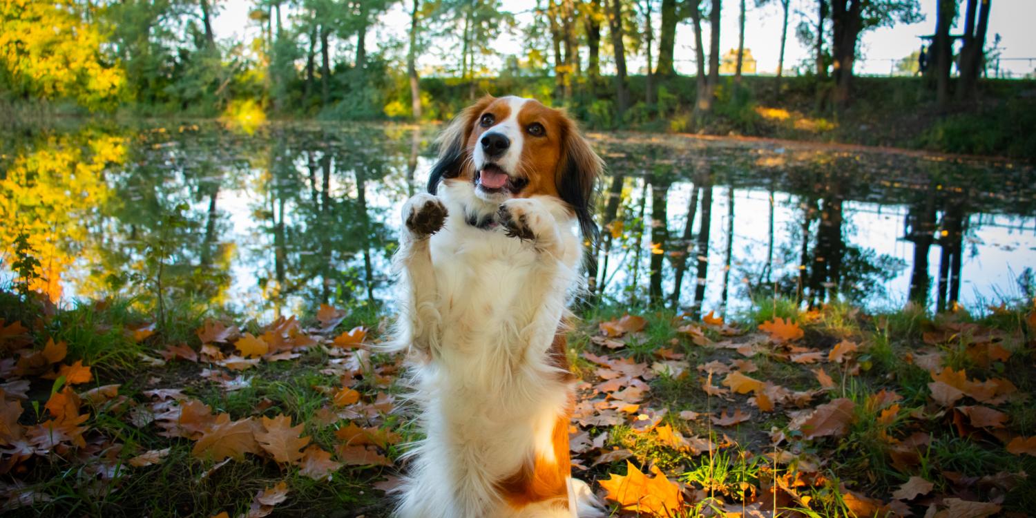 Comment dresser le Kooikerhondje ?