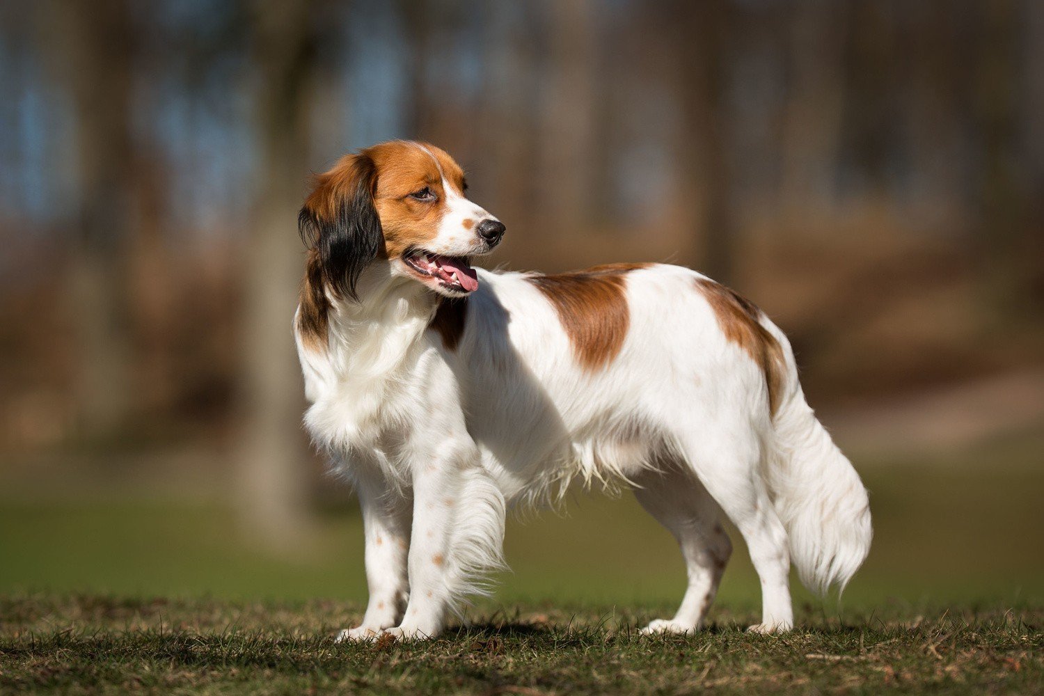 Nederlandse Kooikerhondje - Prüfen Sie, Wie Man Es Pflegt