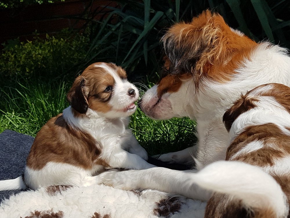 A quoi ressemblent les chiens Kooikerhondje ?