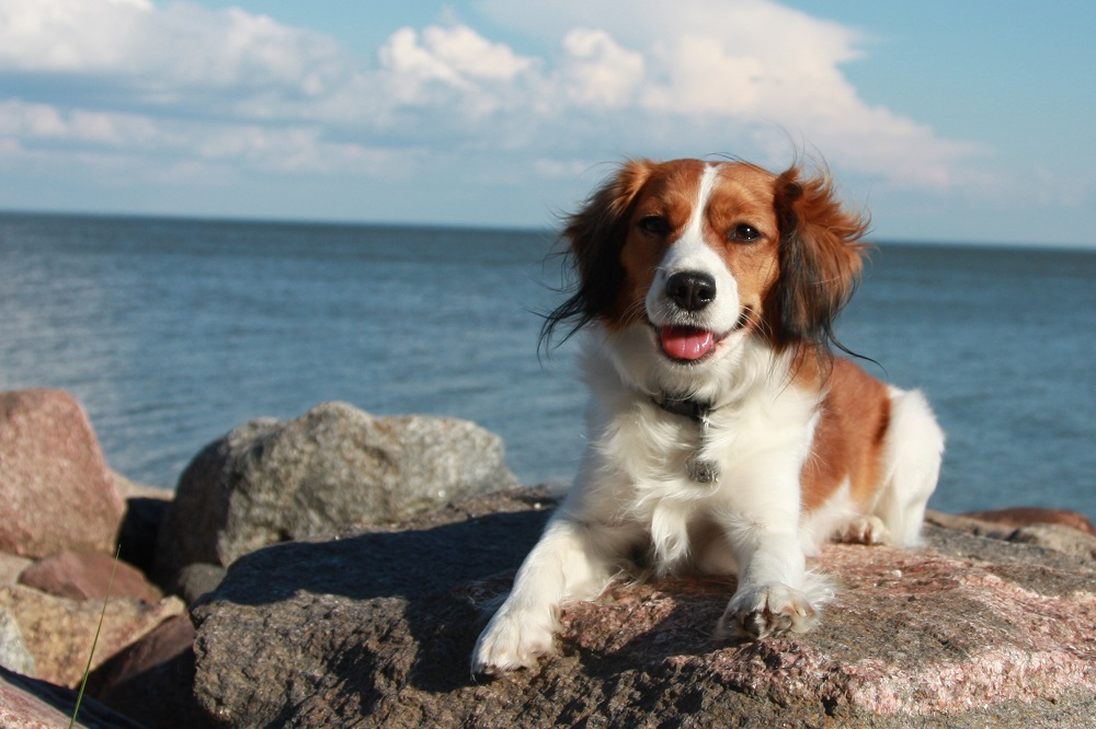 Quels sont la taille et le poids du Kooikerhondje ?