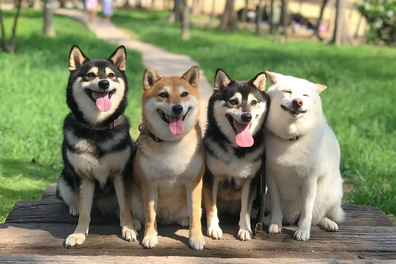 Origins of the Shiba Inu