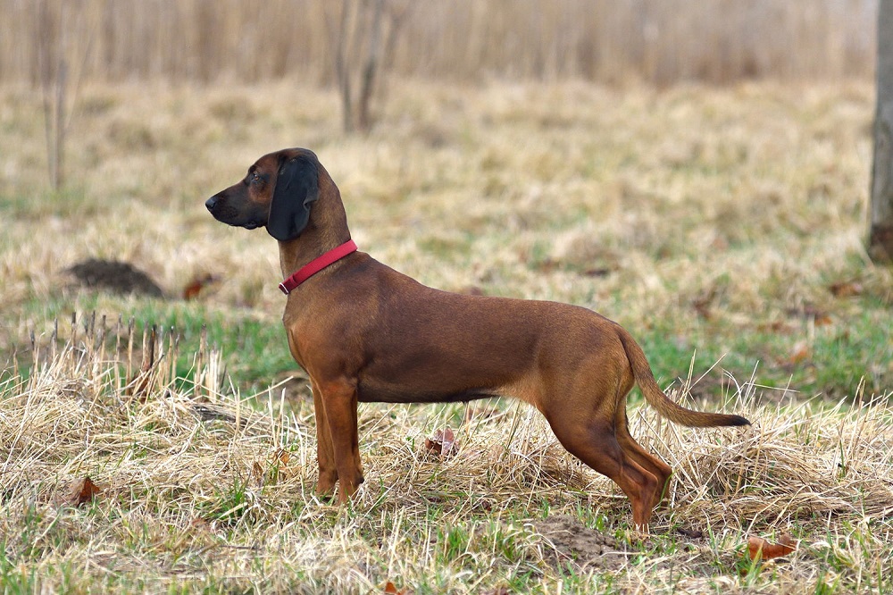 Quelles sont les maladies courantes dont peut souffrir un chien de montagne bavarois ?