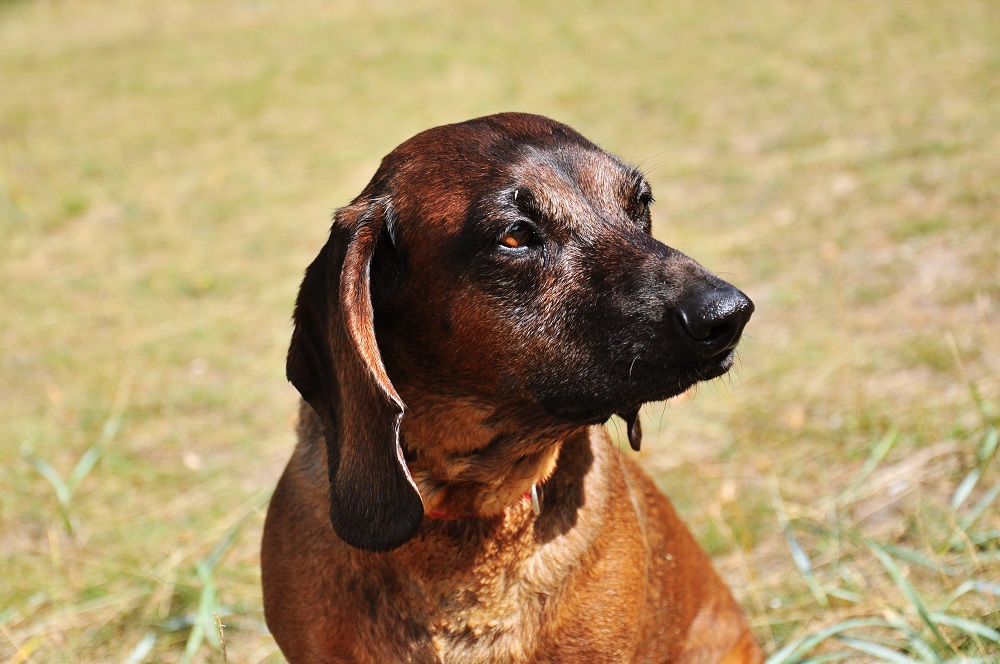 Le chien de montagne bavarois - prix