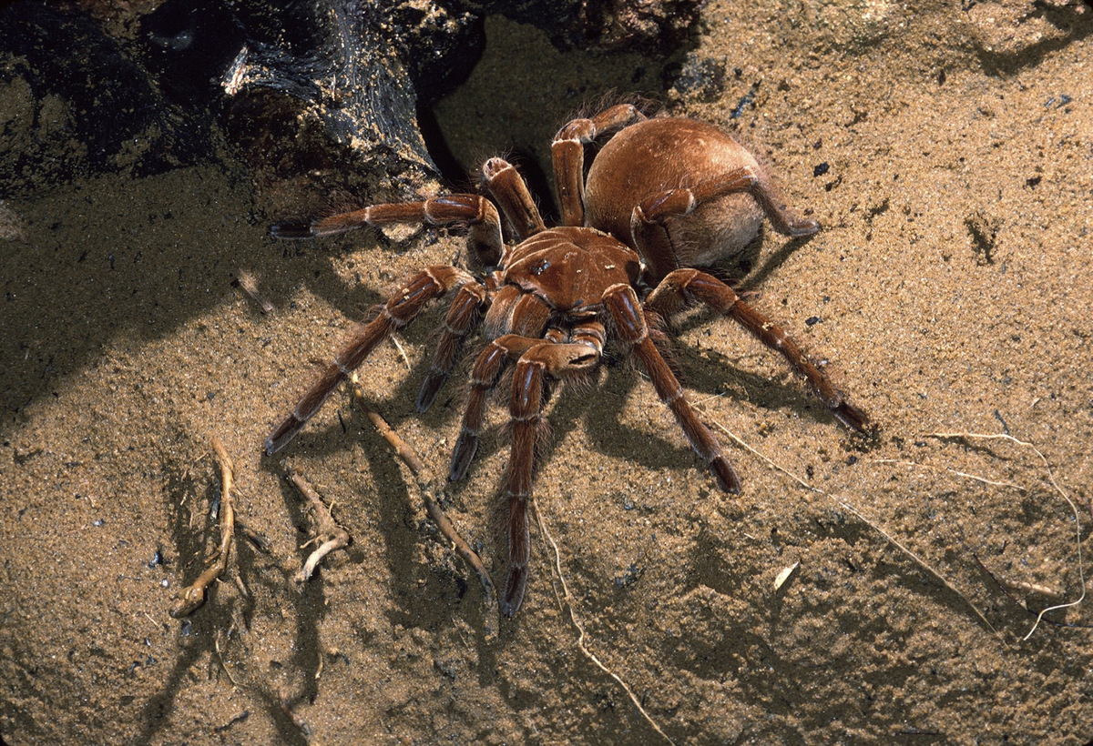 Lasiodora parahybana - what terrarium size to pick?