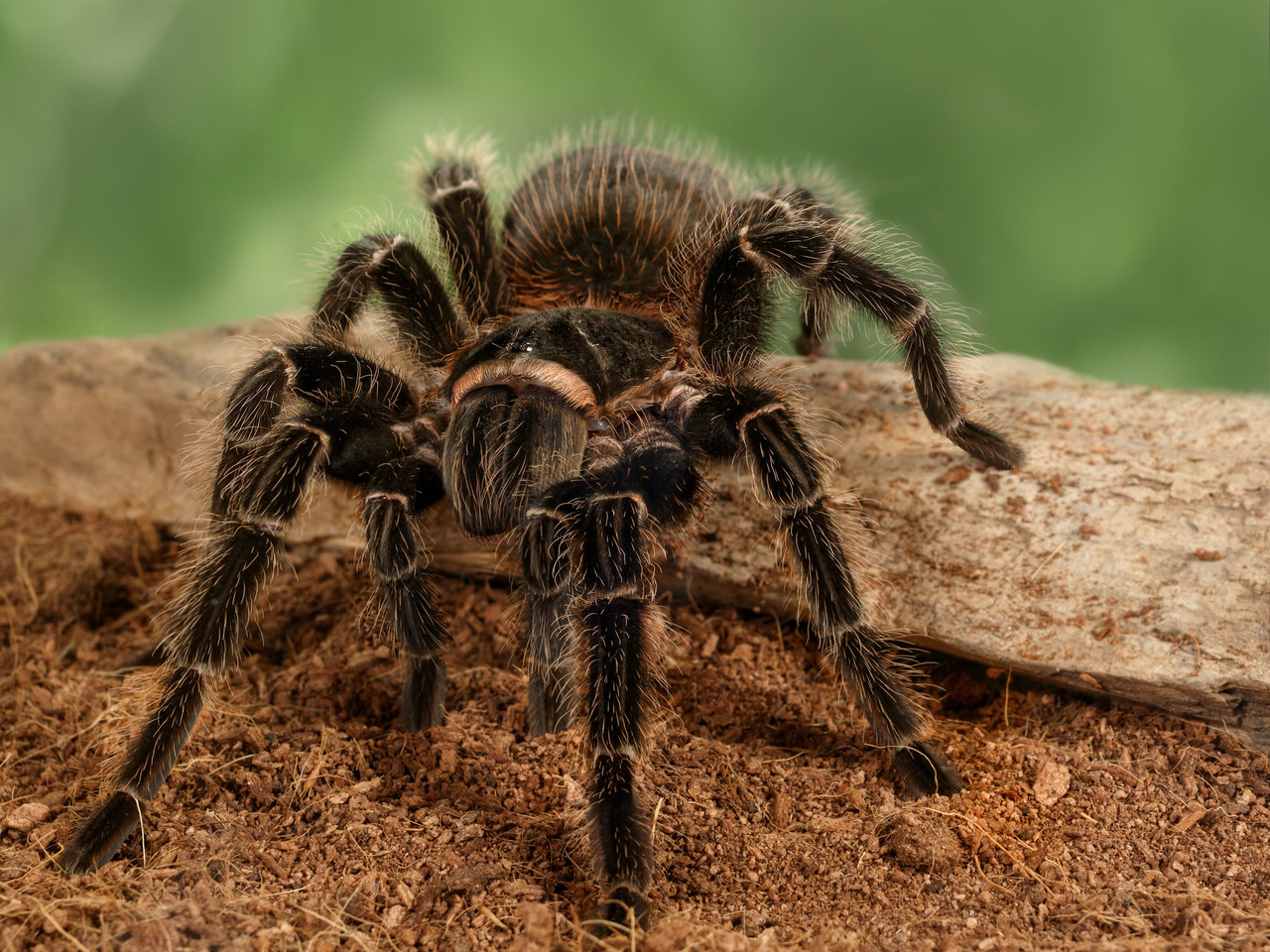 What does the salmon pink birdeater look like?