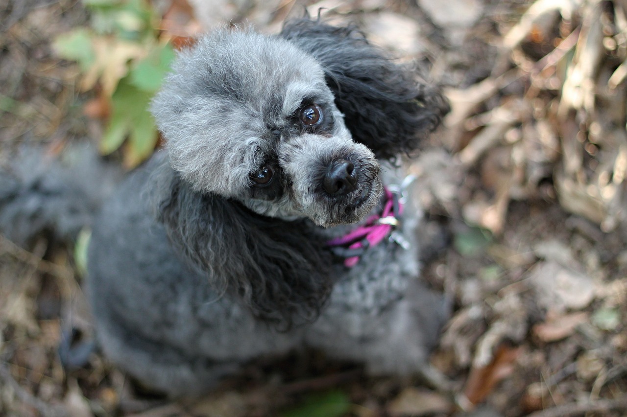 Poodle Miniatura - ¿Qué dieta necesita el perro?