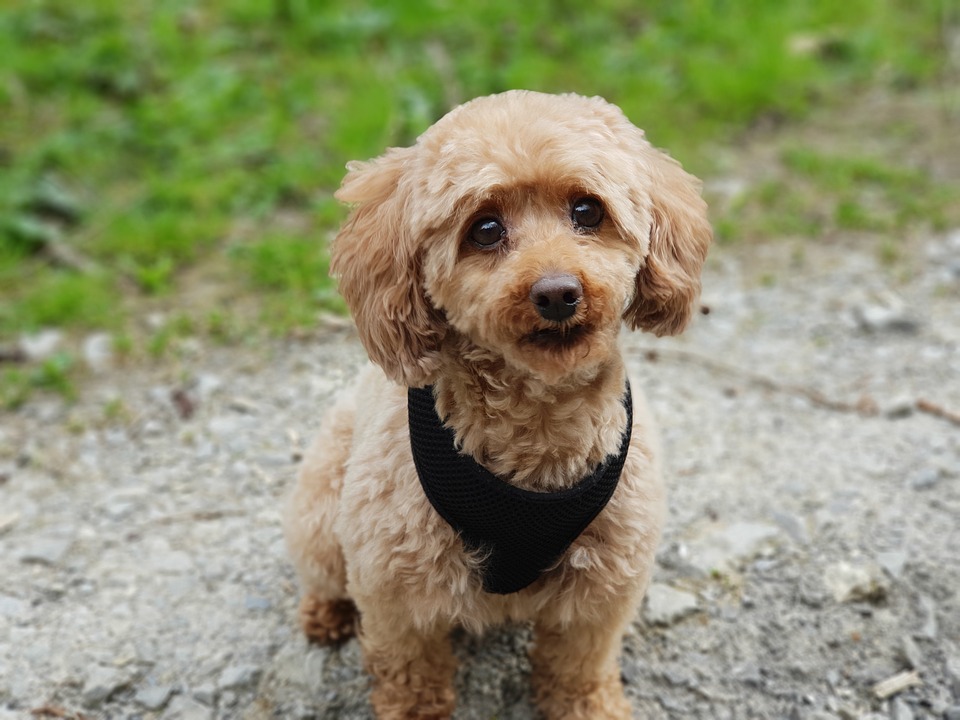 Miniature Poodle - piccoli cani che rubano il cuore della gente