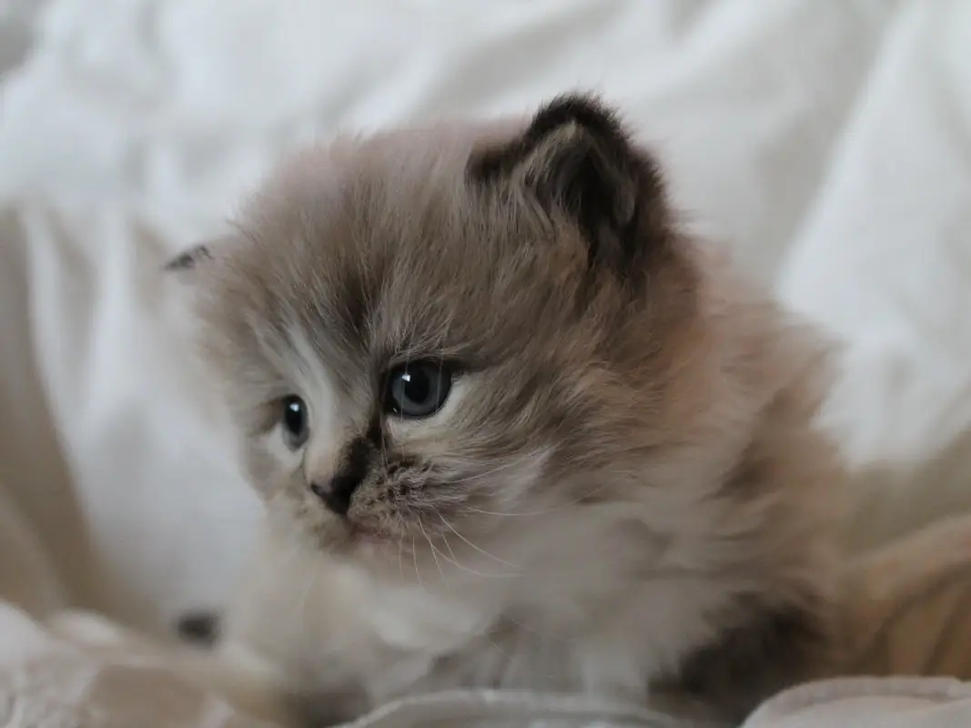 The Ragamuffin - price for a kitten of this breed