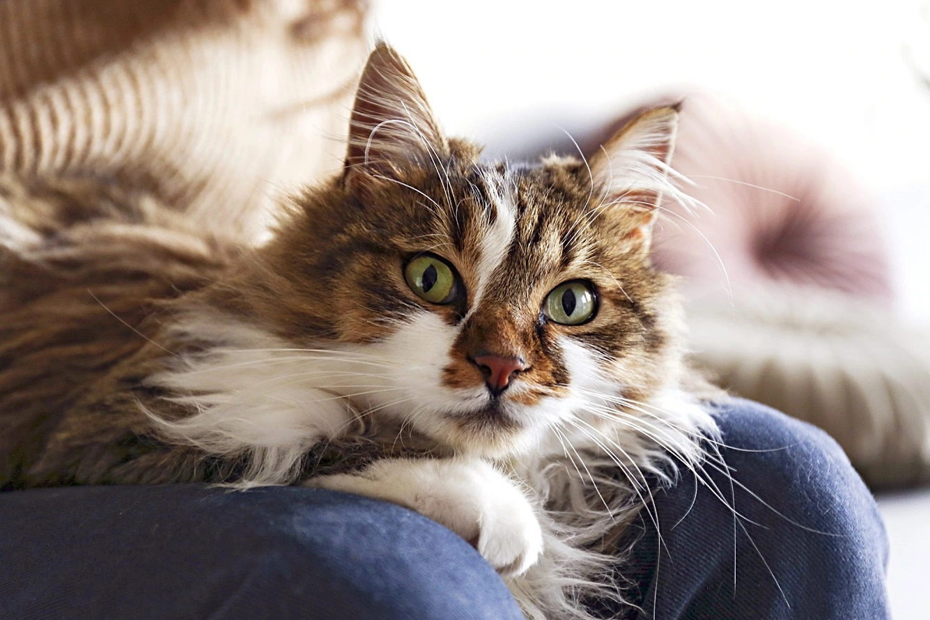 Ist Ragamuffin eine Katze für Sie? Die wichtigsten Fakten über Ragamuffins