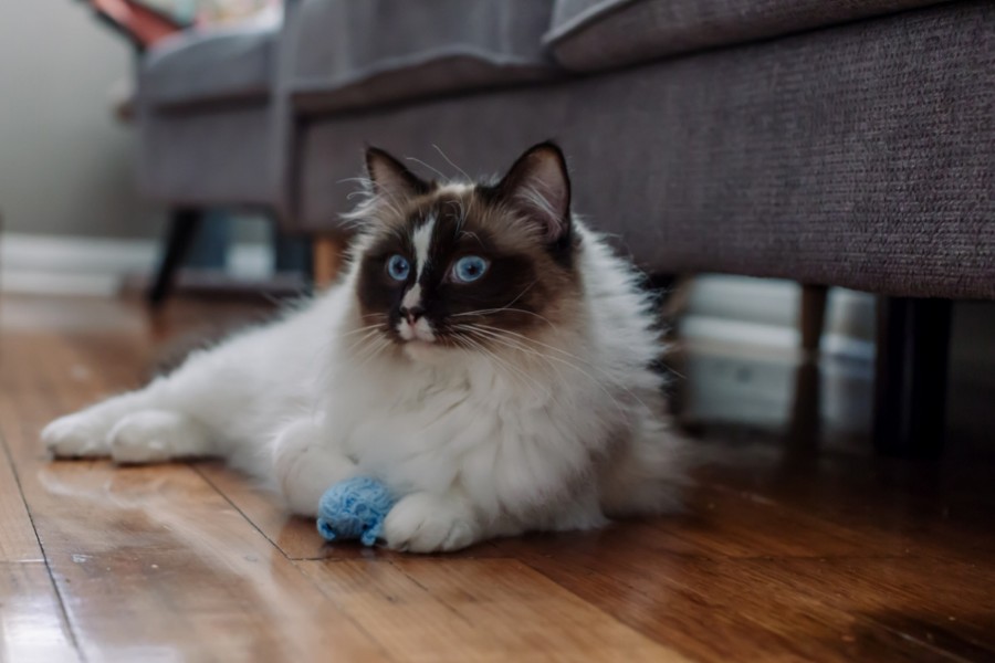 Was sind die häufigsten Gesundheitsprobleme von Ragdoll-Katzen?