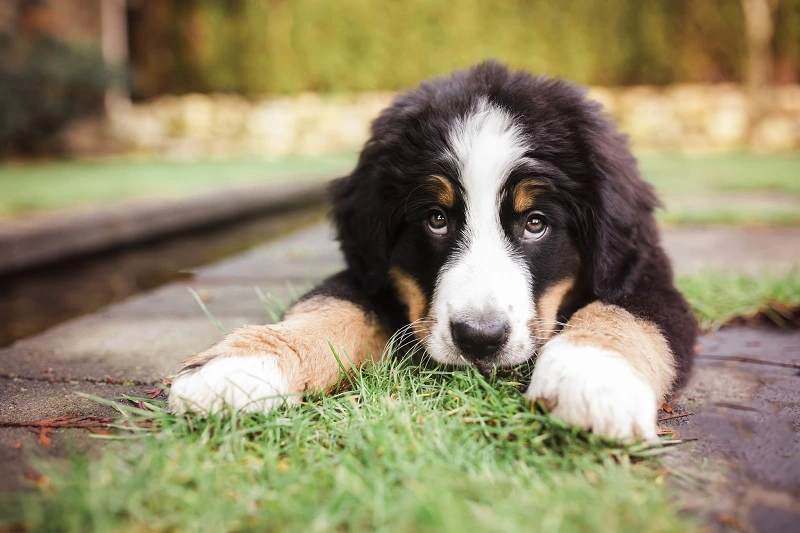 El San Bernardo perro: ¿qué tipo de animal es y de dónde procede?