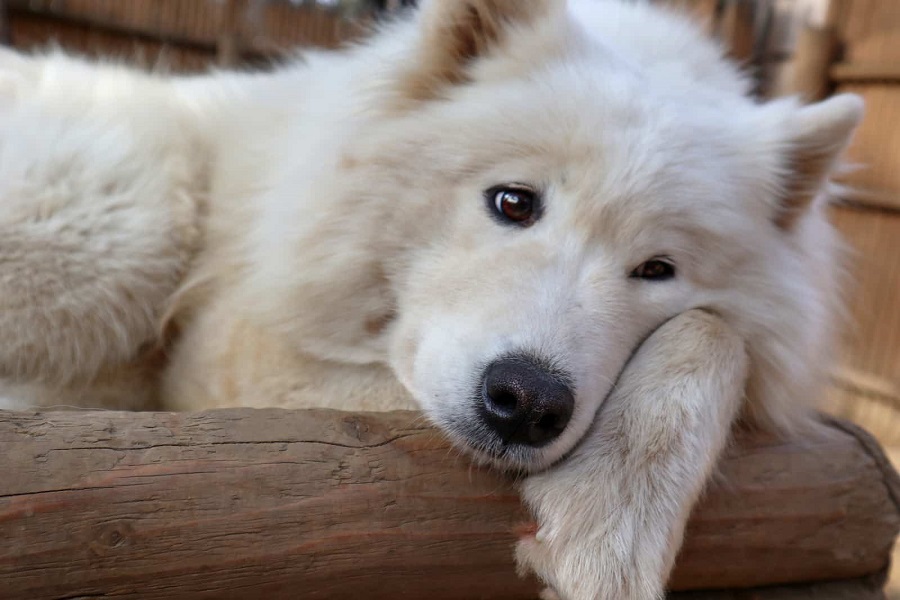 Samoyed - na jaki wydatek trzeba się nastawić?