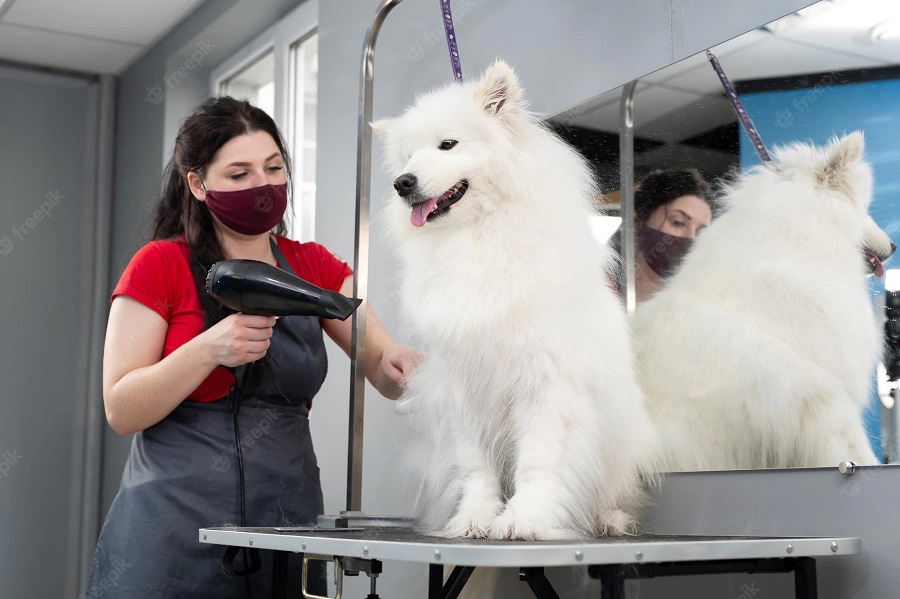 Czy samoyed wymaga pielęgnacji?