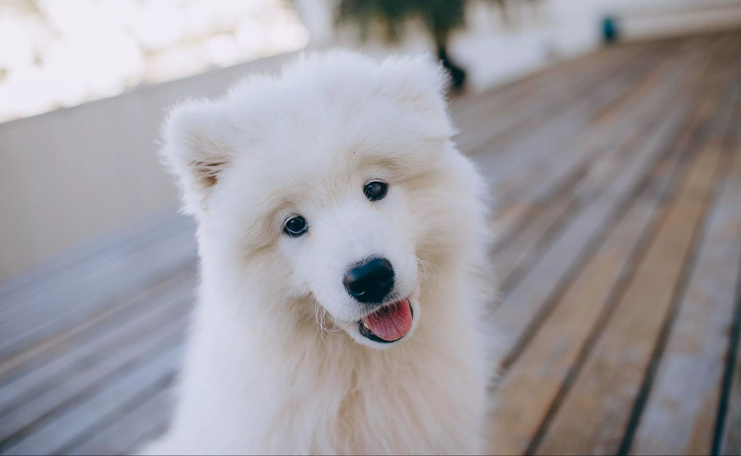 Samojeden Hund - Temperament, Gewicht, Welpen, Ernährung, Preis