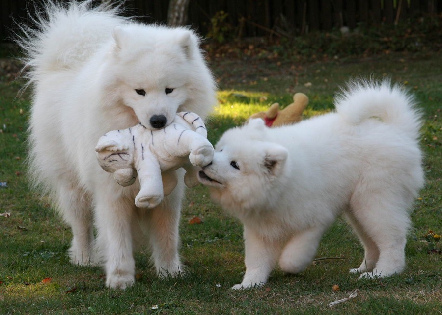 Pies samoyed - skąd wywodzi się rasa?