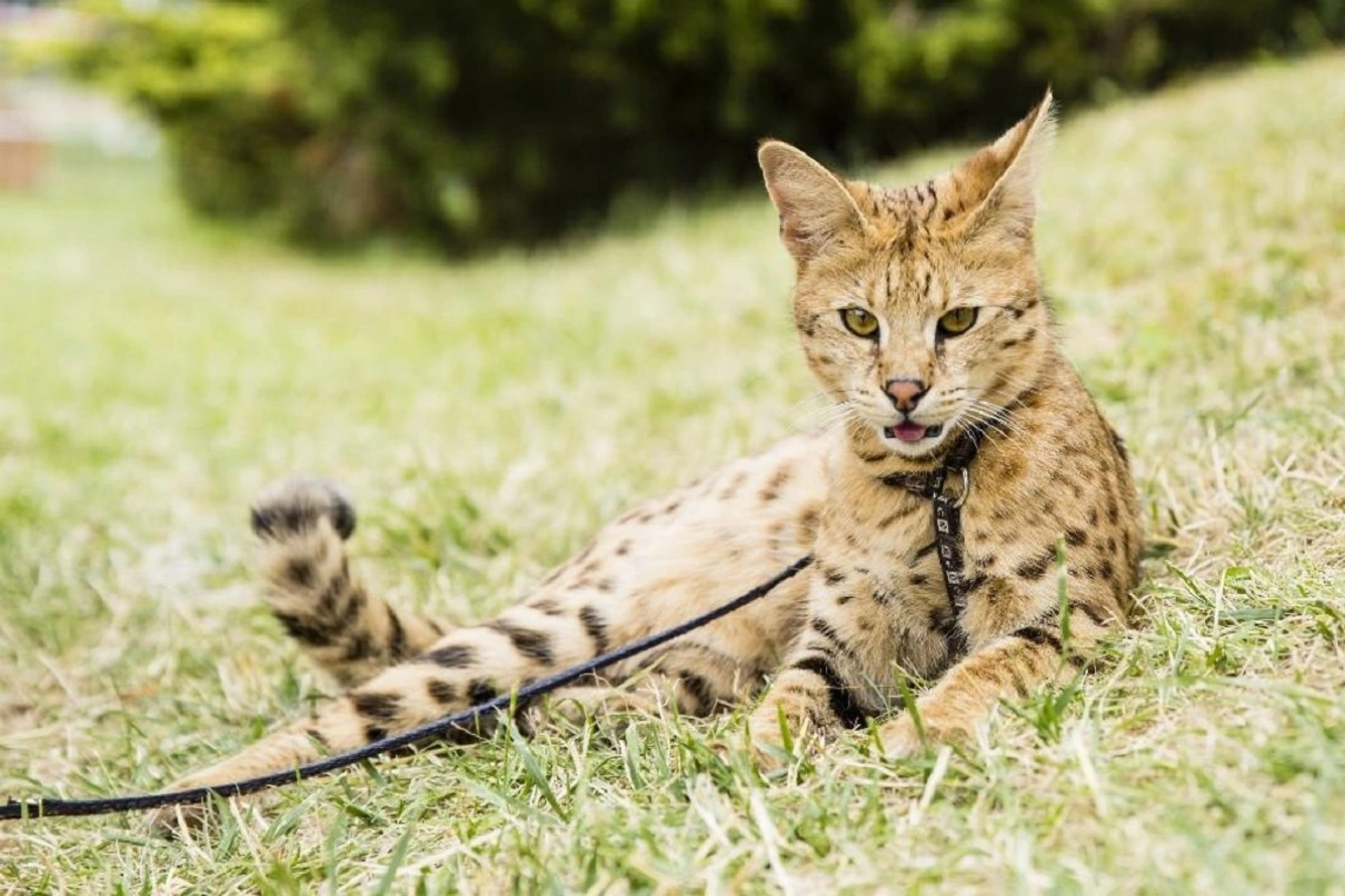 Alles über die Savannah-Katze - Rasse Info, Größe, Preis, Kätzchen, Pflege